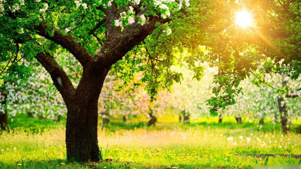 Five simple ways to have a fresh mind