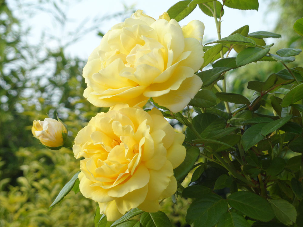 Our nature is Happiness